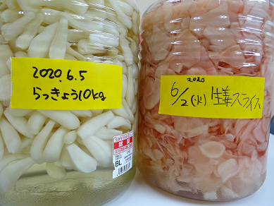 【日常の一コマ】生活介護事業「鬼瓦味噌」でらっきょう、しょうが、漬けはじめました！