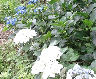 【日常の一コマ】生活介護事業「湘南鬼瓦」で紫陽花が咲きました