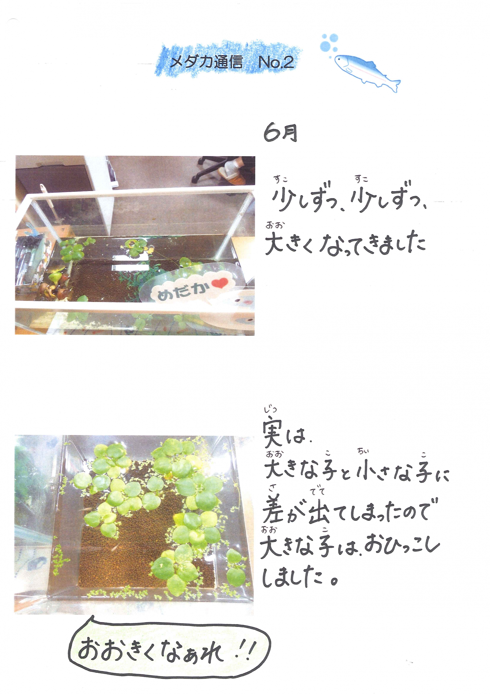 めだか通信6月号